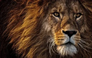 A lion, a symbol of Veerya or Courage in Yoga